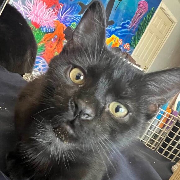 LIKE THIS LISTING TO GET NOTIFIED OF MY LIVE SHARE SHOWS!!! - Picture 1 of 11